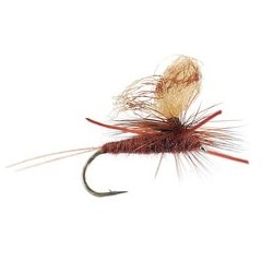 Trinas Para Trooper Brown Drake