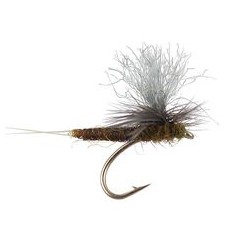 Trinas X Body Parachute Bwo