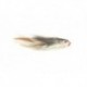 Joe's Flathead Shad