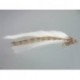 Scazzone Sculpin