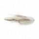 The Roamer White