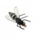 Gad Fly