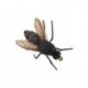 Honey Bee