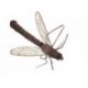 Libellule Zanzaroni Tipule