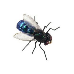 X True Blue Fly