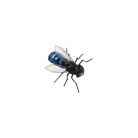 X True Blue Fly