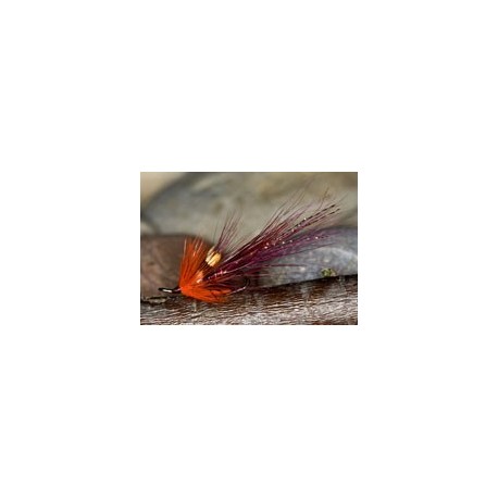 Mccormicksshrimp