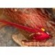 Red blade noch shrimp