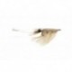 Tan Shrimp