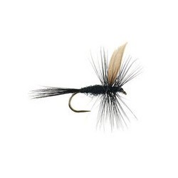 Black Gnat Bl