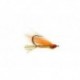 Chilli Pepper