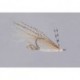 Gold Skinny Water Gotcha