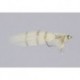 Kraimers Tan Redfish Beadhead
