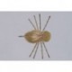 Olive Belize Crab