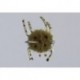 Olive Epp Crab