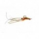 Petersons Spawning Shrimp