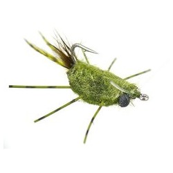 Raghead Crab Olive