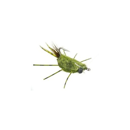 Raghead Crab Olive
