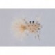 Rainys Tan Feather Leg Crab