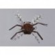 Salvinis Rock Brown Albertos Crab