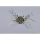 Salvinis Sand Albertos Crab