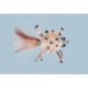 Sand Diving Crab