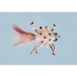 Sand Diving Crab