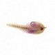 Sandbar Mullet Tan & Purple
