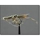 Shrimp Salt Grey