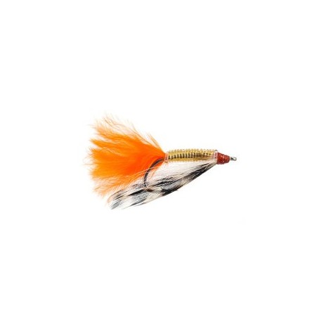 Snapping Shrimp Orange
