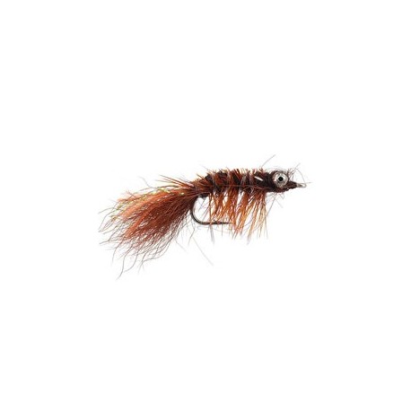 Spawning Shrimp Brown