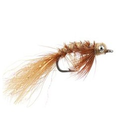 Spawning Shrimp Tan