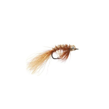 Spawning Shrimp Tan