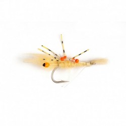 Spawning Shrimp