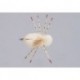 Tan Belize Crab