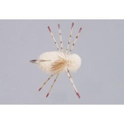 Tan Belize Crab