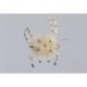 Tan Epp Crab