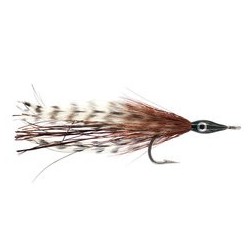 Tarpon Cockroach