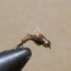 Bh Pheasantr Tail Cuved Hook