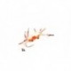 Trigger Crab