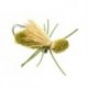 Turneffe Crab Olive