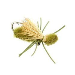 Turneffe Crab Olive