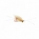 Xmas Island Special Light Shrimp