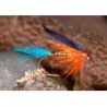 Butcher Kingfisher