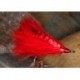 Sw Red Cardinal