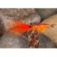 Sw Shrimp Orange