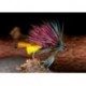 Claret Bumble Hog