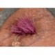 Claret Hog