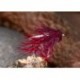 Muddled Uv Snatcher Claret