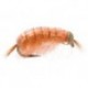 Bh Scud Light Orange